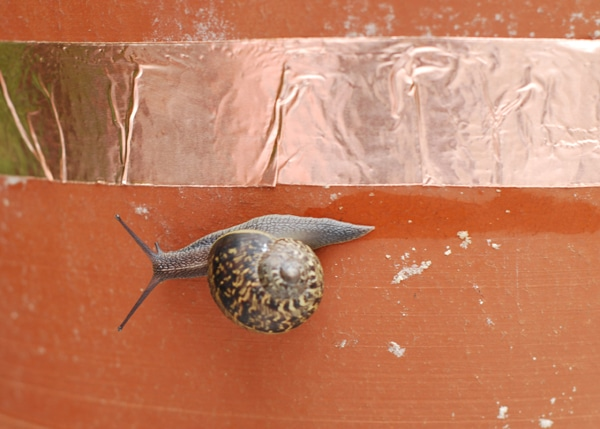 Pet Safe Slug Repellent tape